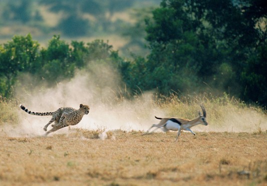 cheetah-hunting-p