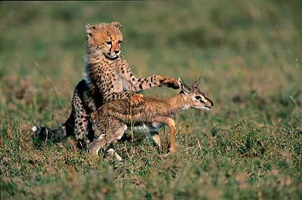cheetah_gazelle Complacency is dangerous!