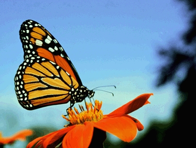 monarch butterfly ....and AFTER!