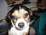 daisybug daisybug
