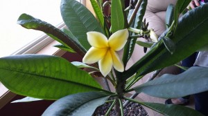 Plumeria